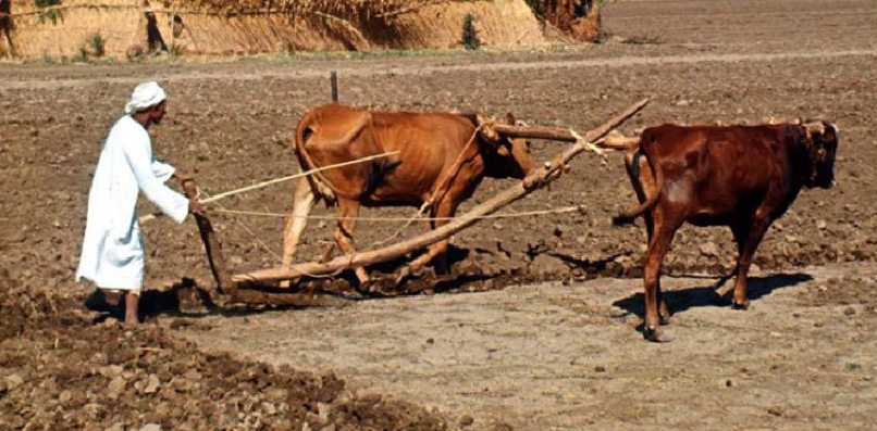 Coastal restoration and farming